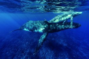 Whales in the Polynesian waters